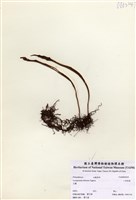 藏品(二形劍蕨)的圖片